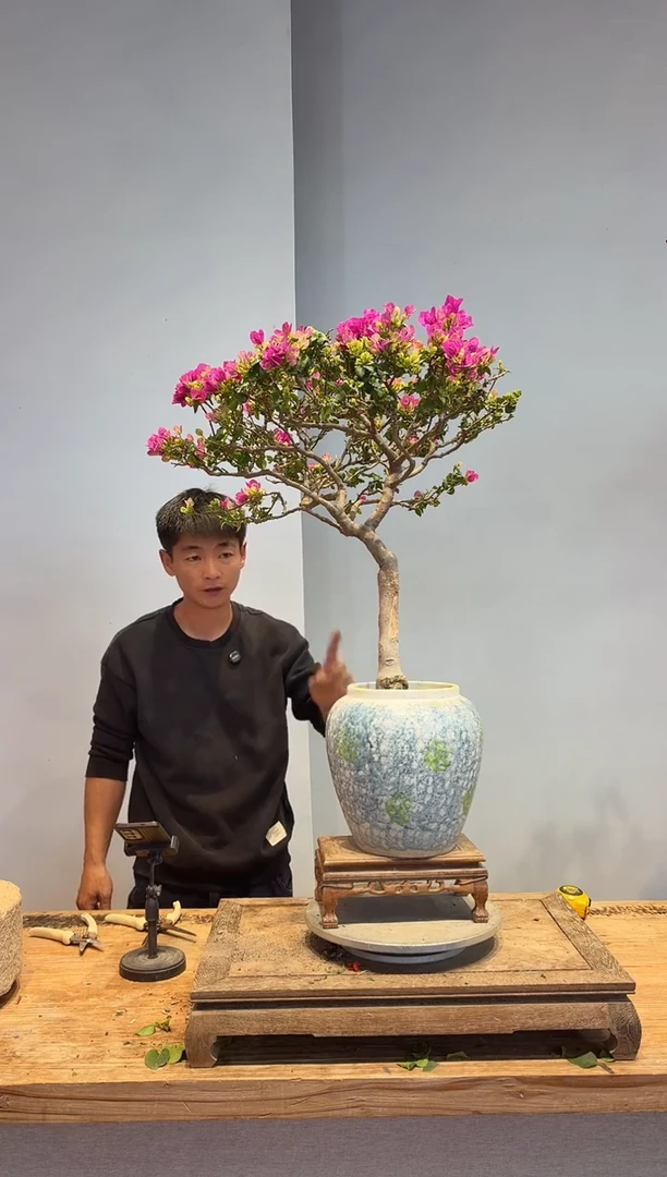 以实际为准三角梅31