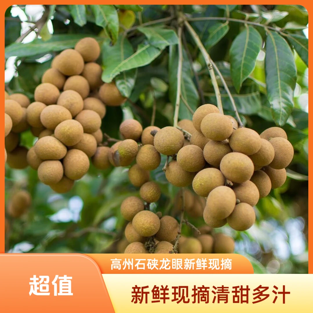 （省外非偏远JD冷链包邮）高州石硖龙眼新鲜现摘当季水果桂圆