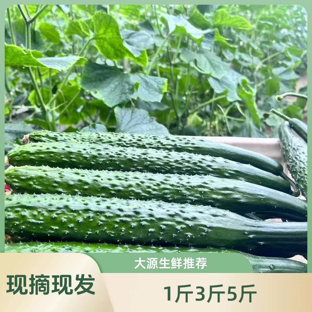 【现摘现发】新鲜现摘黄瓜山东带刺黄瓜榨汁生吃脆嫩新鲜蔬菜美爽口
