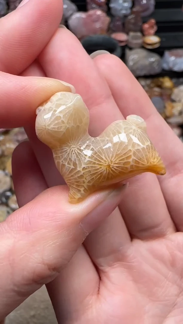 颈饰未镶嵌硅化珊瑚（珊瑚玉）220