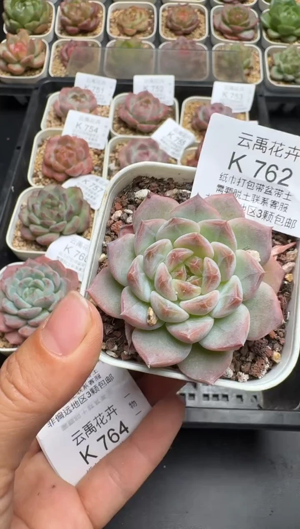 762K云禹多肉植物 带盆土纸巾打包 当天拍3颗包邮