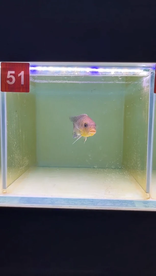 海水鱼三湖慈鲷野生