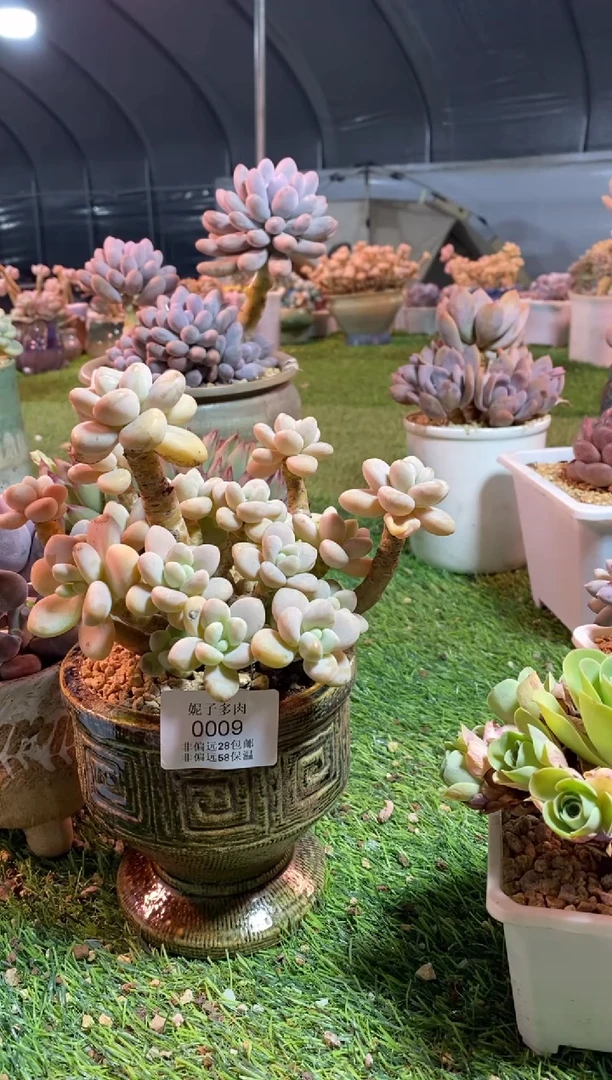 【闪购商品】0009a