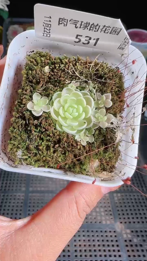 1122-531群生不包整