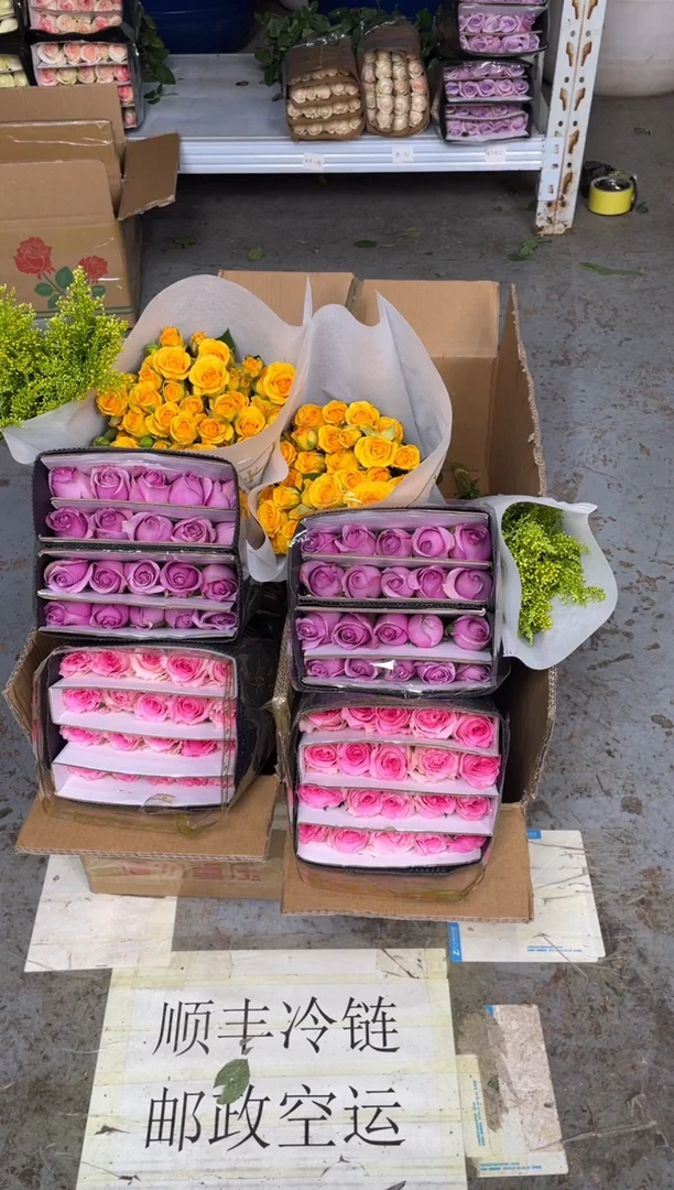 洛神20枝+紫霞20枝+梦幻芭比10枝+黄莺