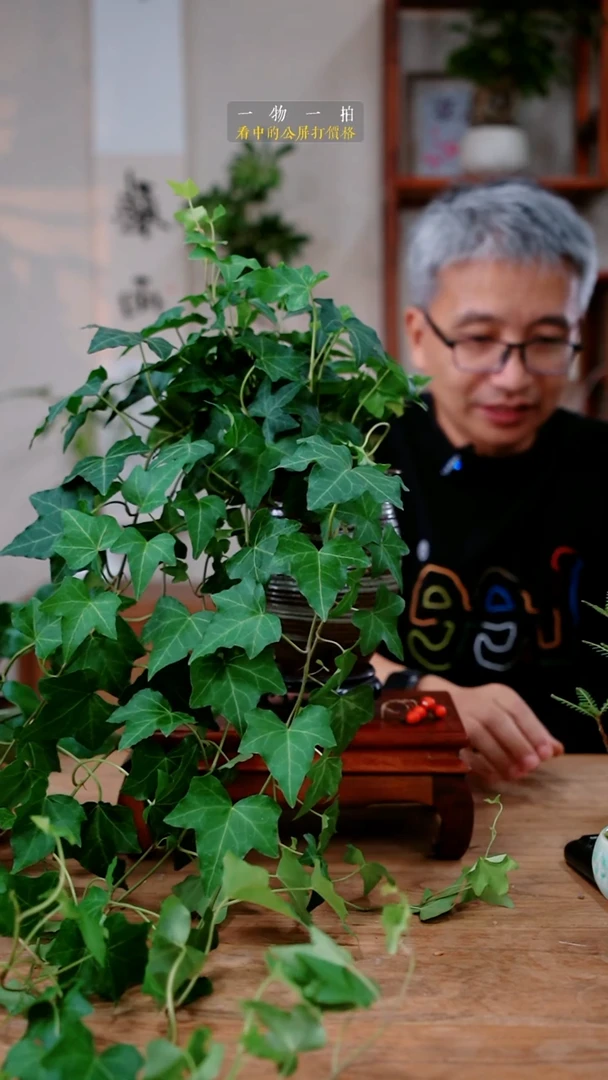 不开花植物M****g常春藤338