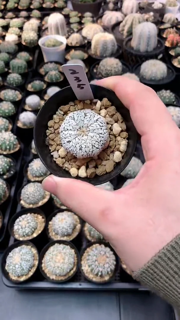 【闪购商品】浓白实生，235编码