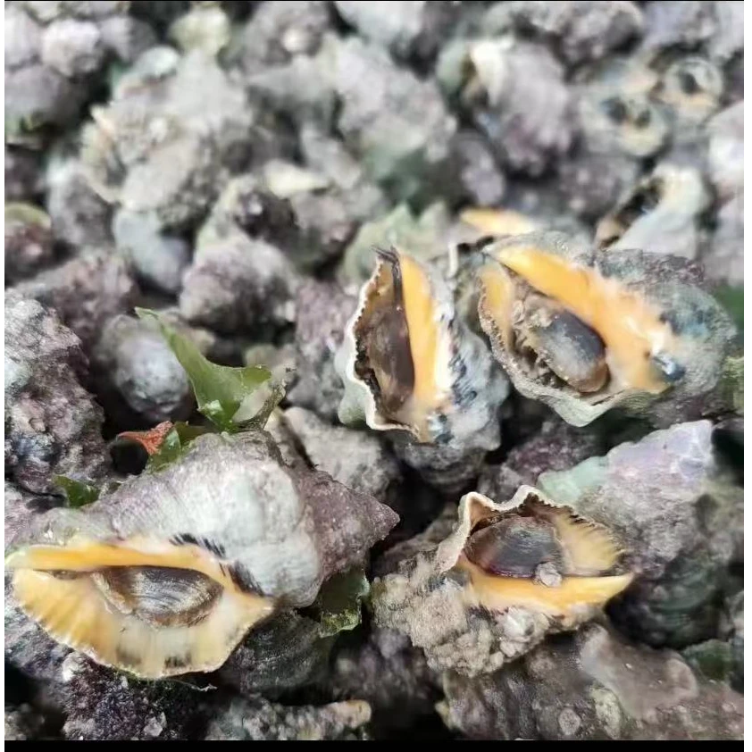 人工采收小辣螺。苦螺。味道独特。余味回甜。