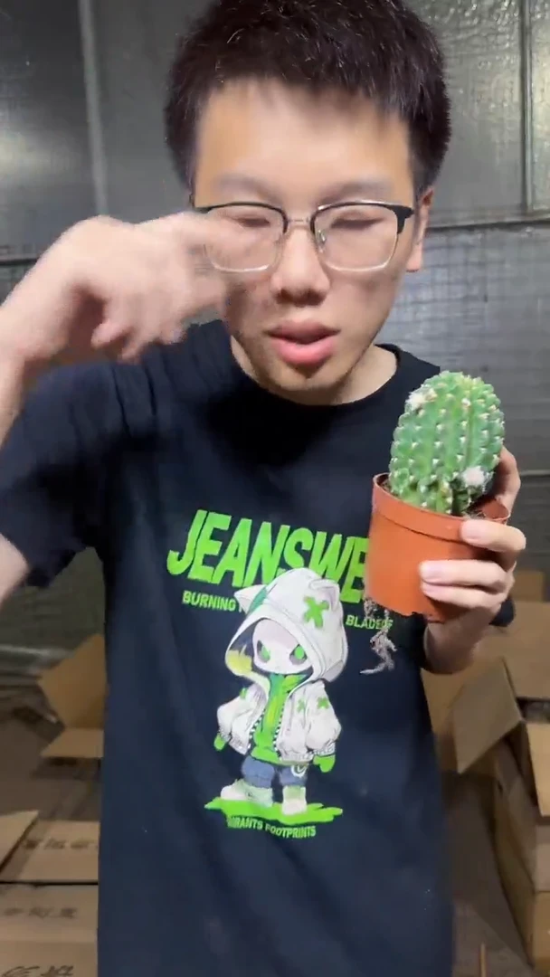 阿尔特娜【带根】不指定带花苞