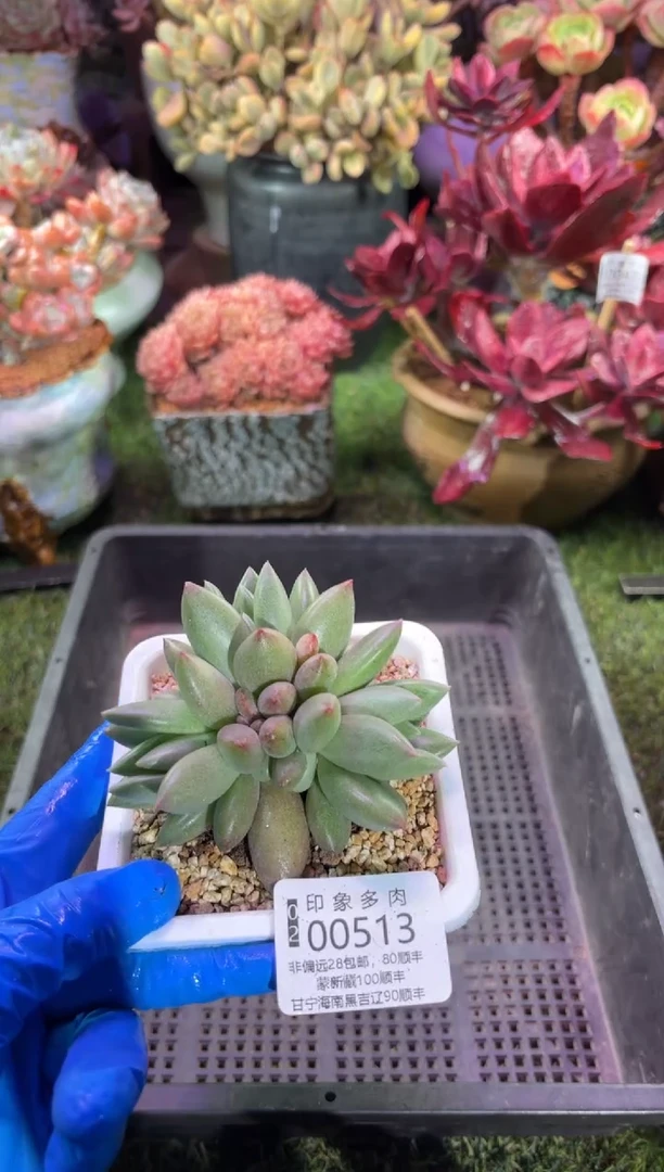 【闪购商品】00516