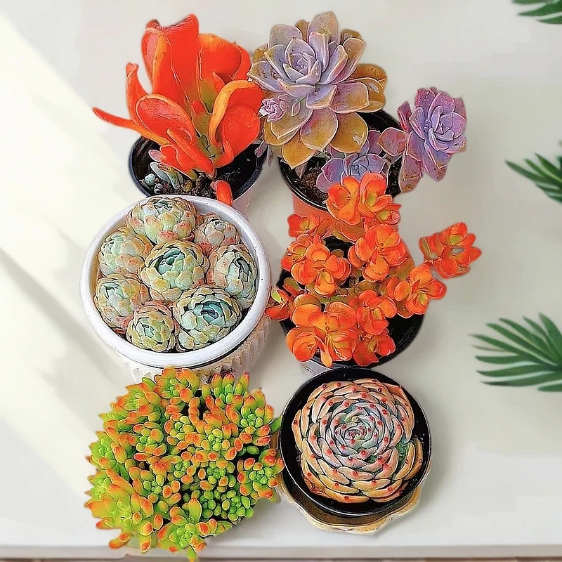 火狐狸+紫乐+摇钱树+贝瑞+水蜜桃+春萌多肉植物组合好养脱土发