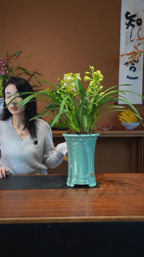 全部花朵香兰冰裂绿色盆