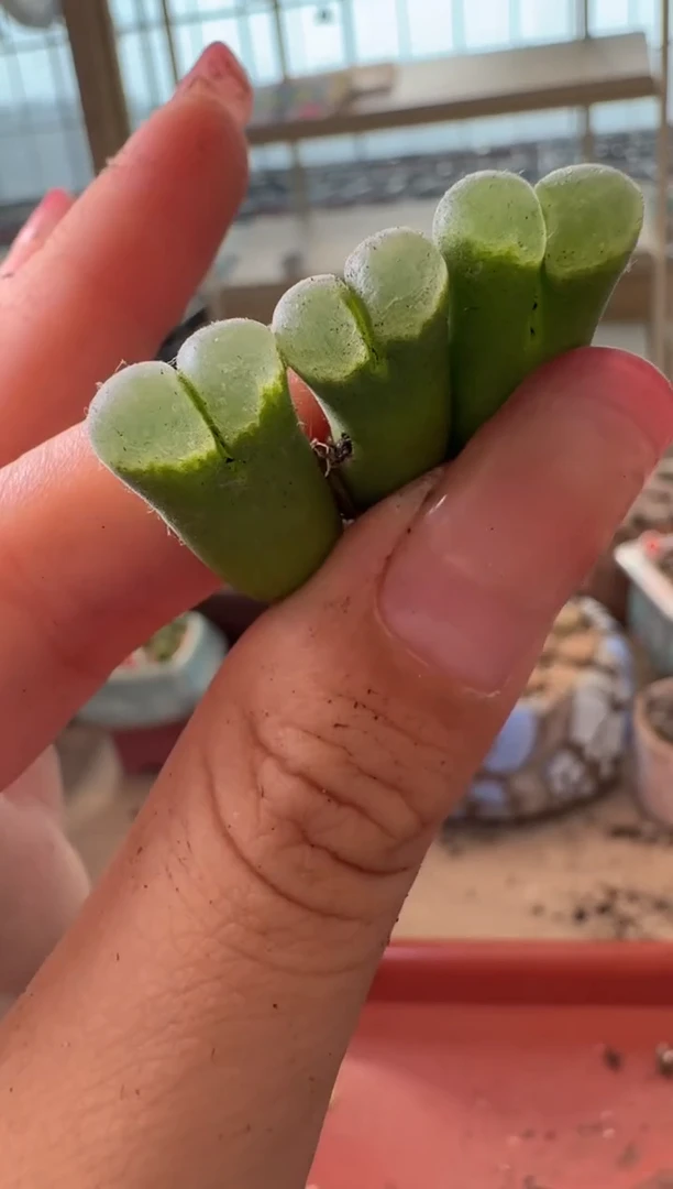 9-360多肉植物肉锥