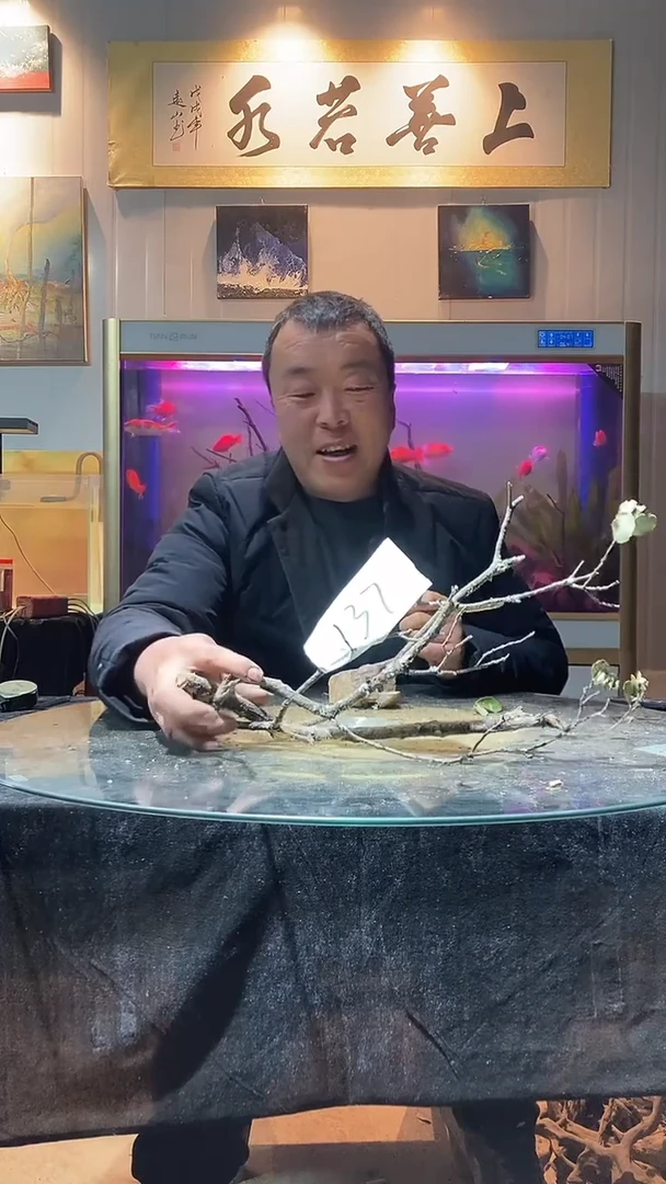 137号天然黄栎木一组