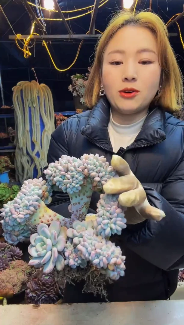 商****坊香雪海小树一物一拍商场