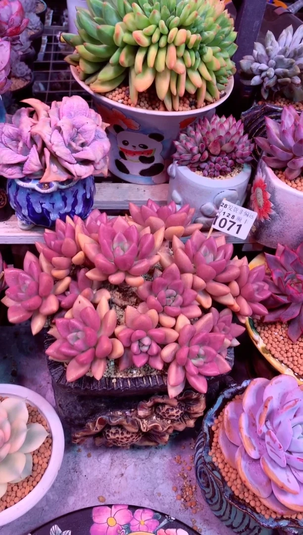 扌****?1071——生鲜绿植不支持7天无理由退货