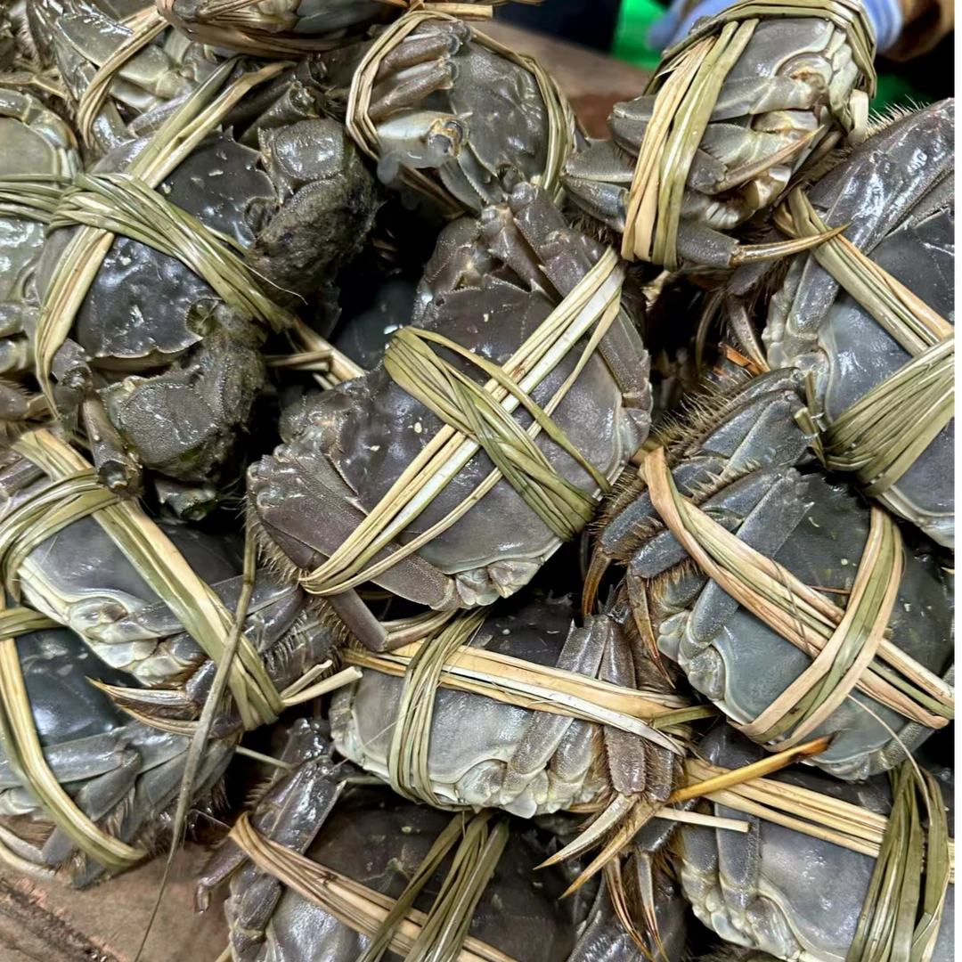 【活蟹】振华品牌黄河口大闸蟹2.5两母4对