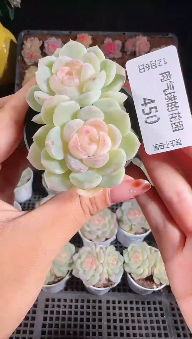 1206-450冰心28多肉群生不包整