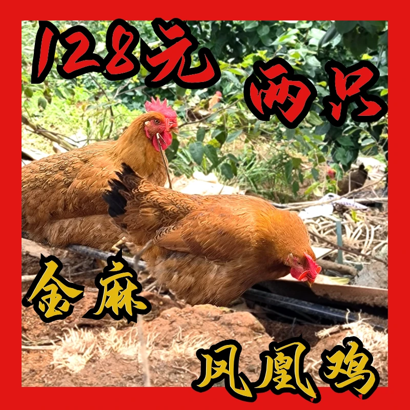 【618大促】现宰 广宁潭布 金麻凤凰麻鸡 散养180天 两只装7-7.5斤