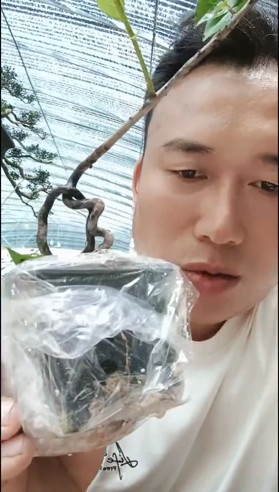 无花朵X*老鸦柿