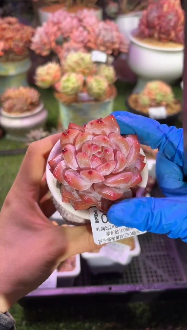 【闪购商品】06824脱土带盆