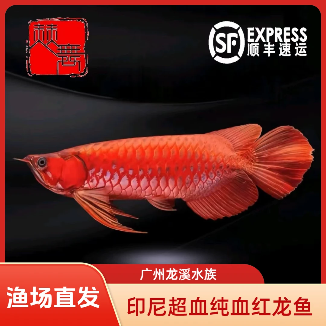 赫舞甄选 印尼红龙鱼绿皮辣椒超血纯血红龙芯片证书齐全淡水鱼
