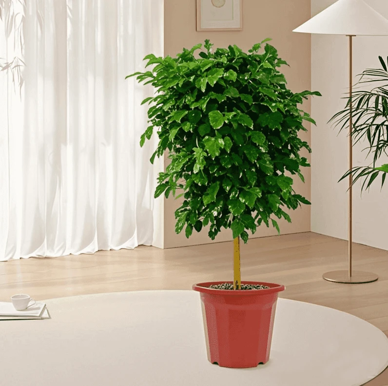 单杆1.1-1.3米【基地培育盆】原土发货