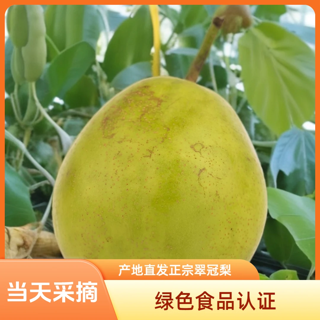 绿色食品认证正宗重庆翠冠梨应季水果脆甜多汁果肉细腻化渣