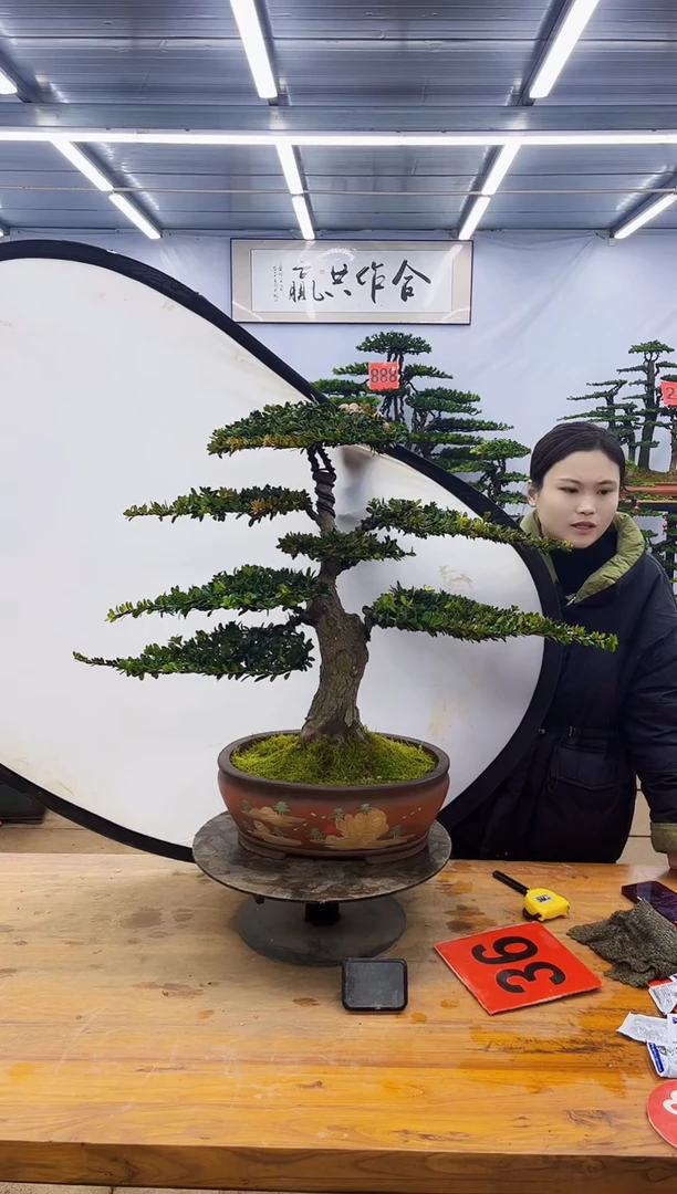 【闪购商品】高端盆景一物一拍，所见即所得