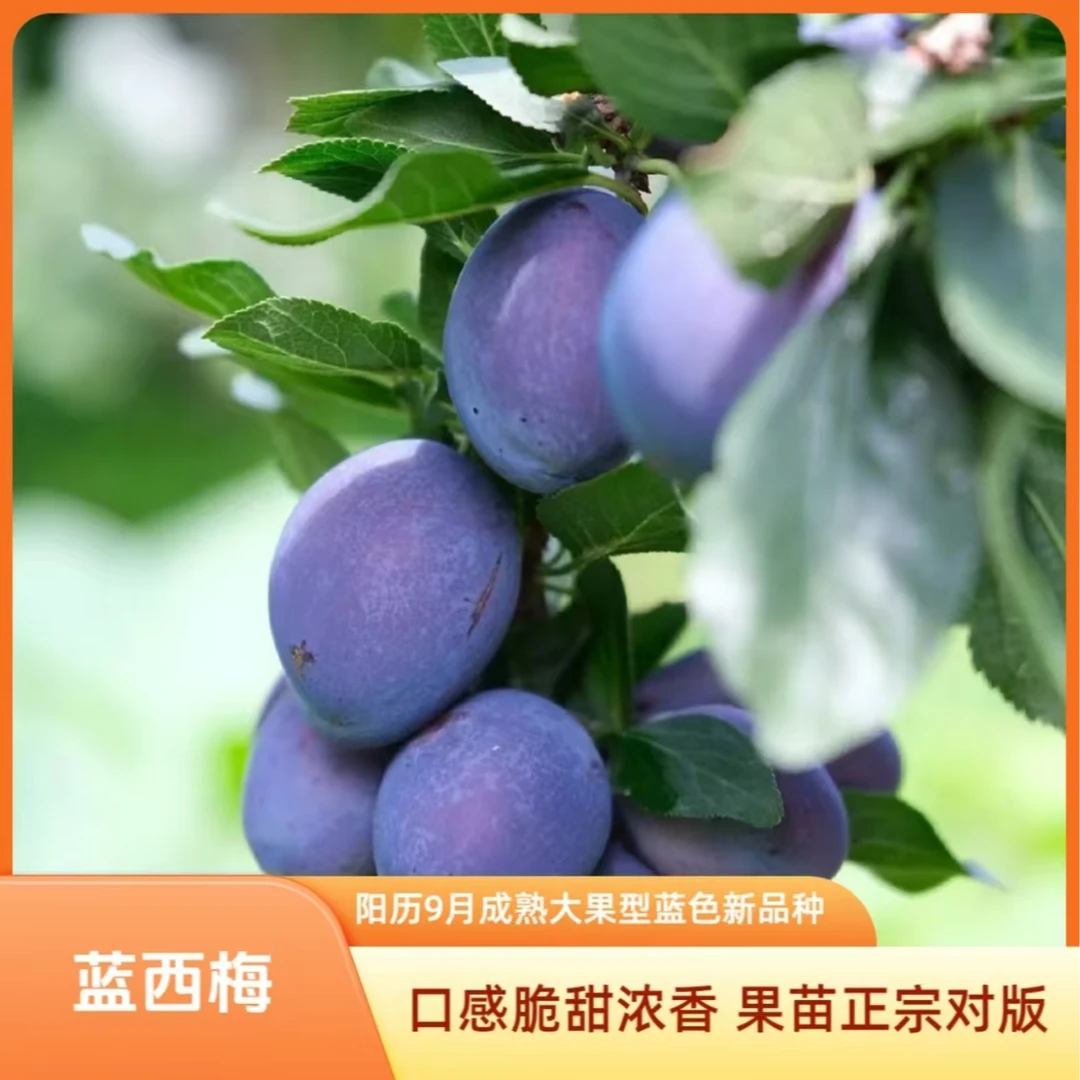 果苗/西梅苗/蓝西梅苗/新品种西梅苗/果树苗/正宗西梅苗/基地直发