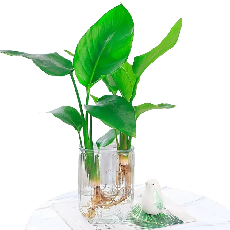 天堂鸟办公室水培绿植室内植物花卉盆栽观叶植物好养易活带营养液