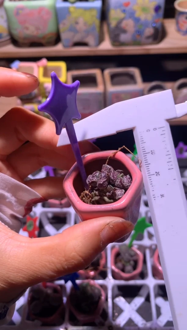 海豹凯缇猫海豹介意掉叶慎拍800