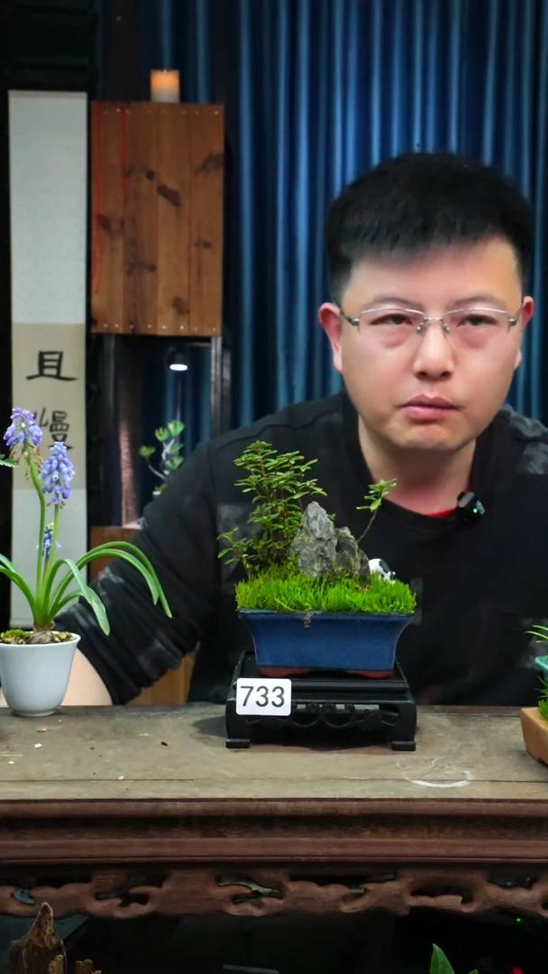 【闪购商品】苔藓微景观733号
