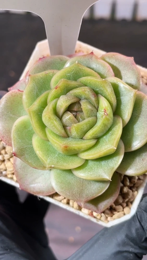 4-47伊丽莎白5-6厘米量拍发一颗