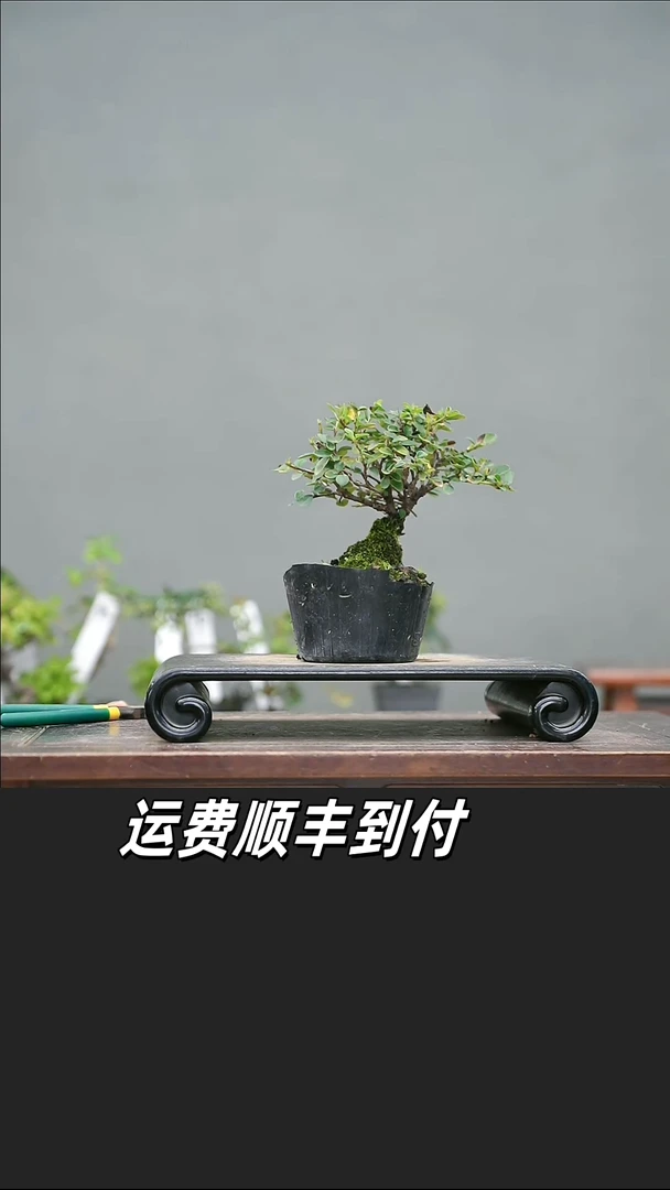 糯*呀46