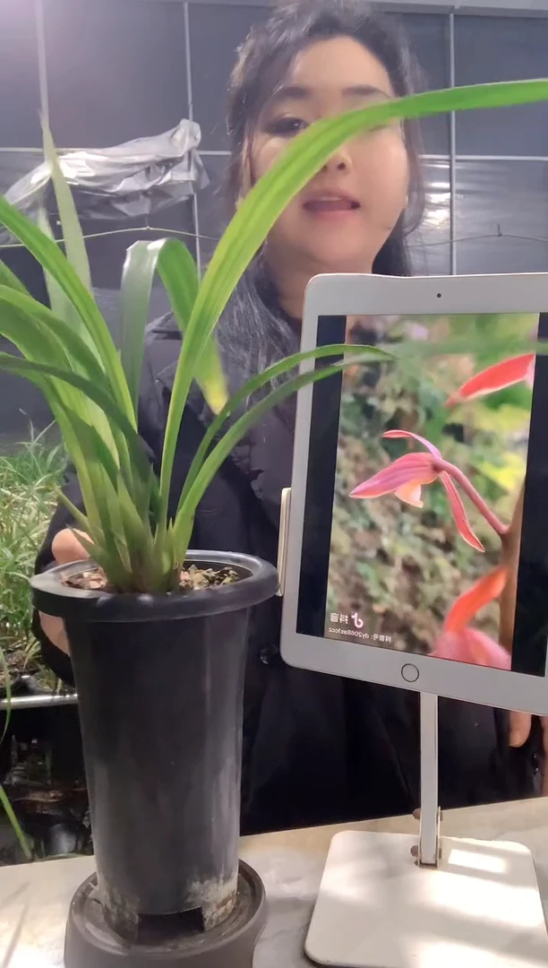 大部分开放少量花苞江山美人5苗1花