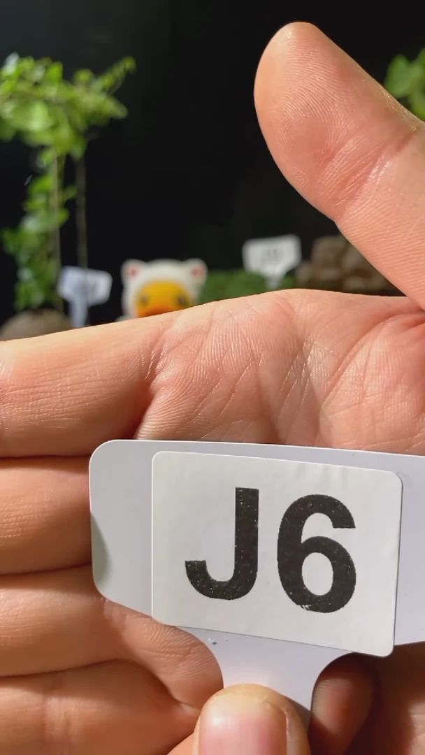 【闪购商品】VIP呦呦鹿鸣 海胆大戟 J6 368元