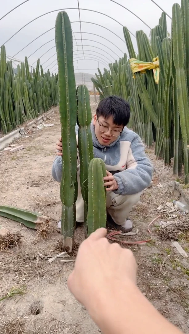 【闪购商品】【带根】40 60 80cm 量天尺