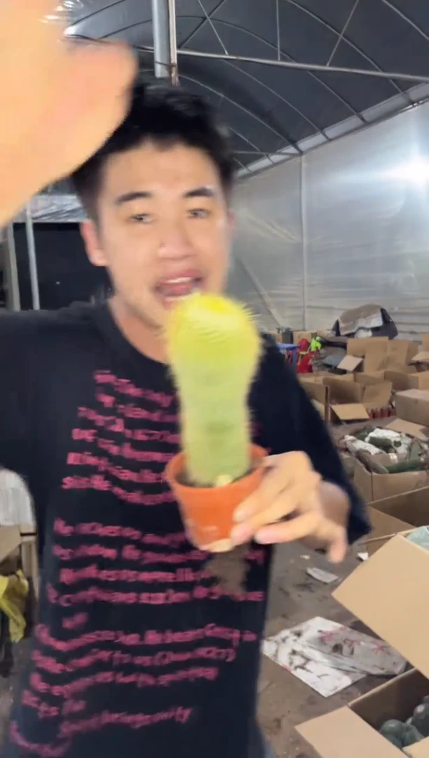 2颗 大单头 金丝猴