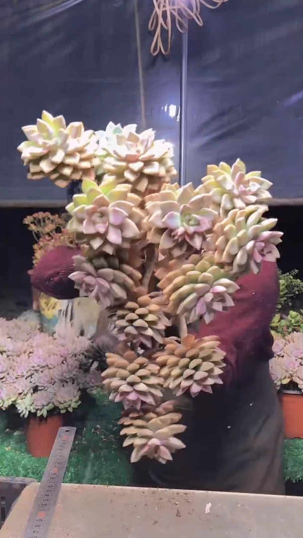 145淡雪缀化一物一拍