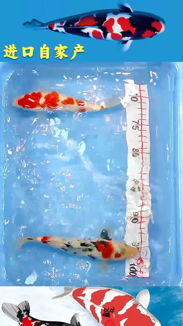 锦鲤2025/12/22悦鲤阁甄选锦鲤--17