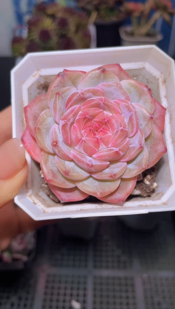 【闪购商品】287炫光天使