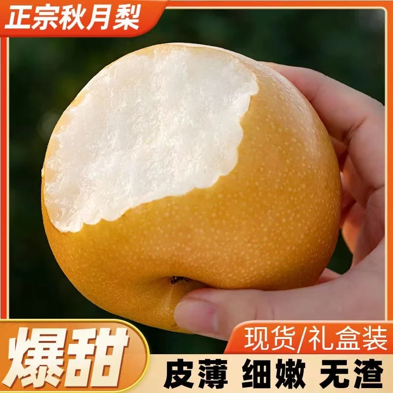 山东特产正宗秋月梨冰糖梨子真秋月礼盒新鲜水果脆甜应季产地直发