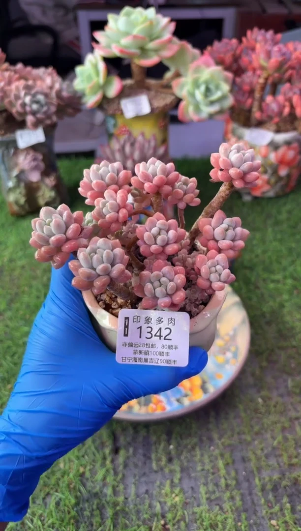 昆明印象多肉1342