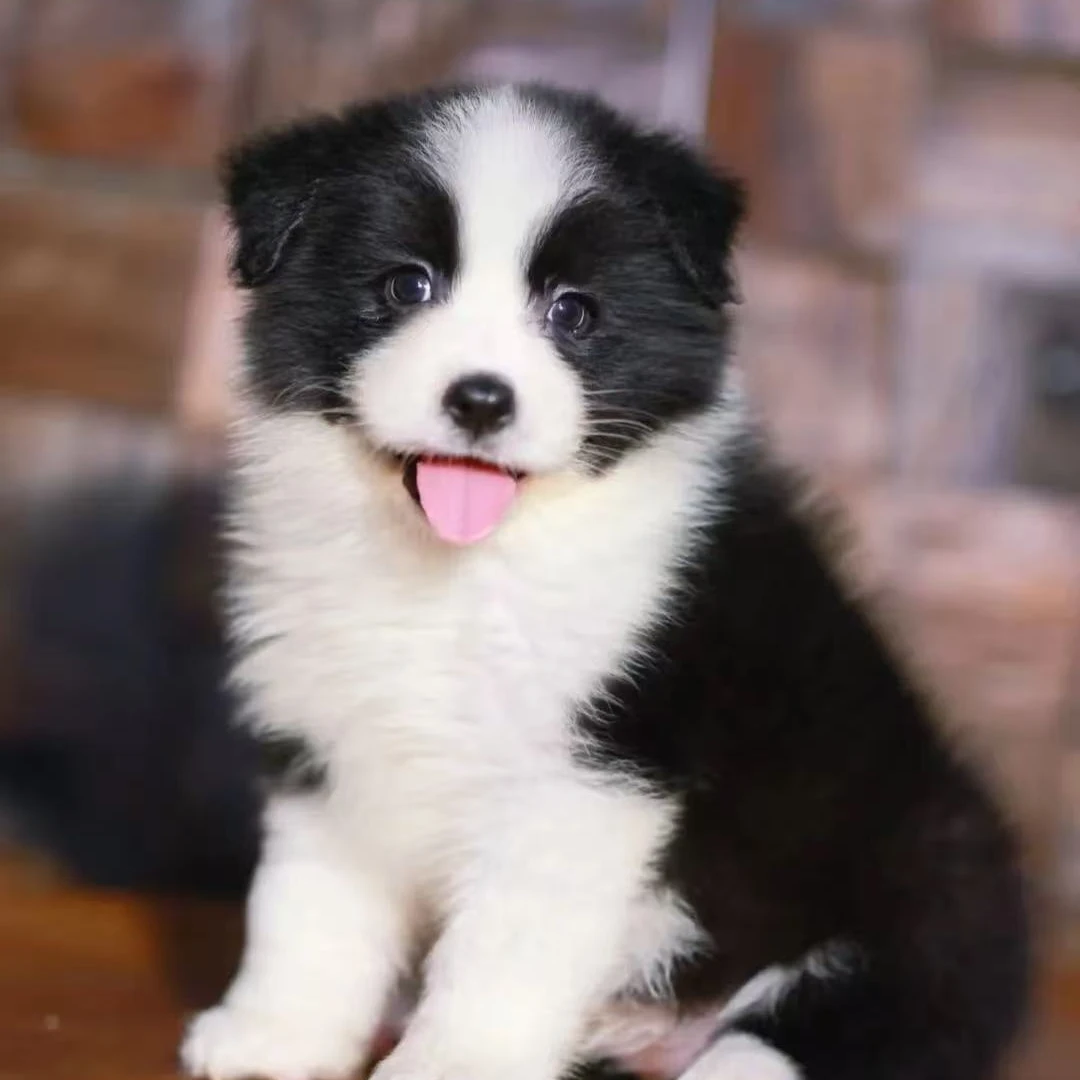 【阿布的边牧】宠物活体幼犬