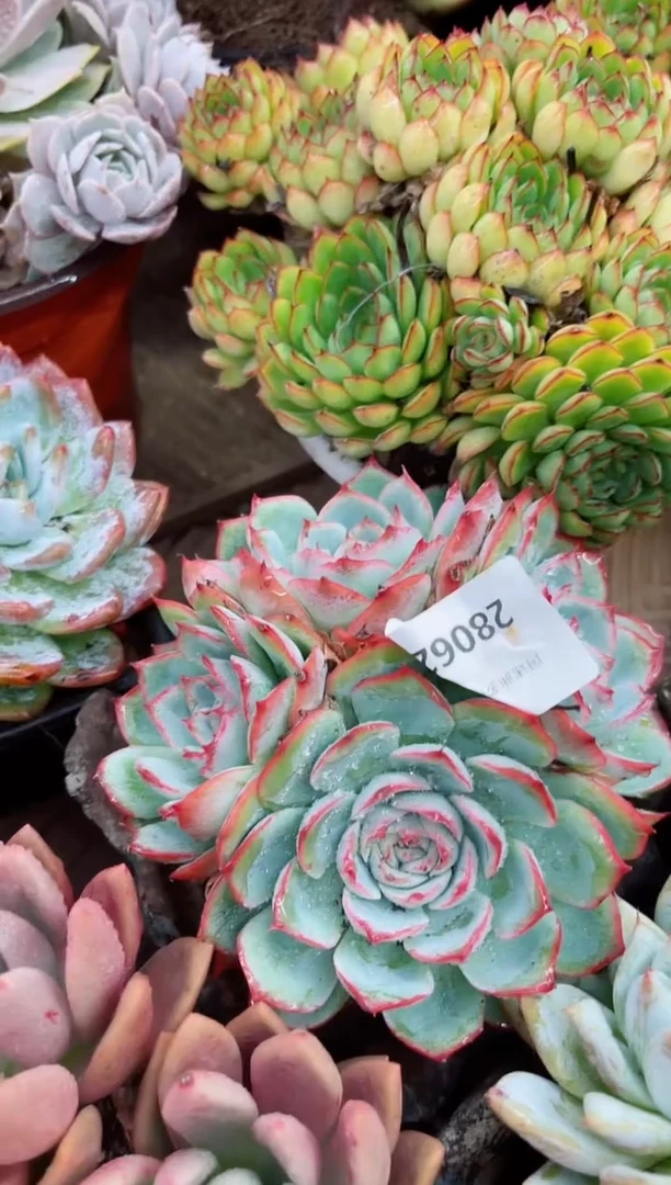 妞***院28061多肉植物一物一拍