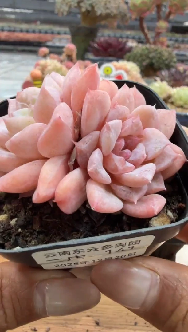 东云多肉园二店-141