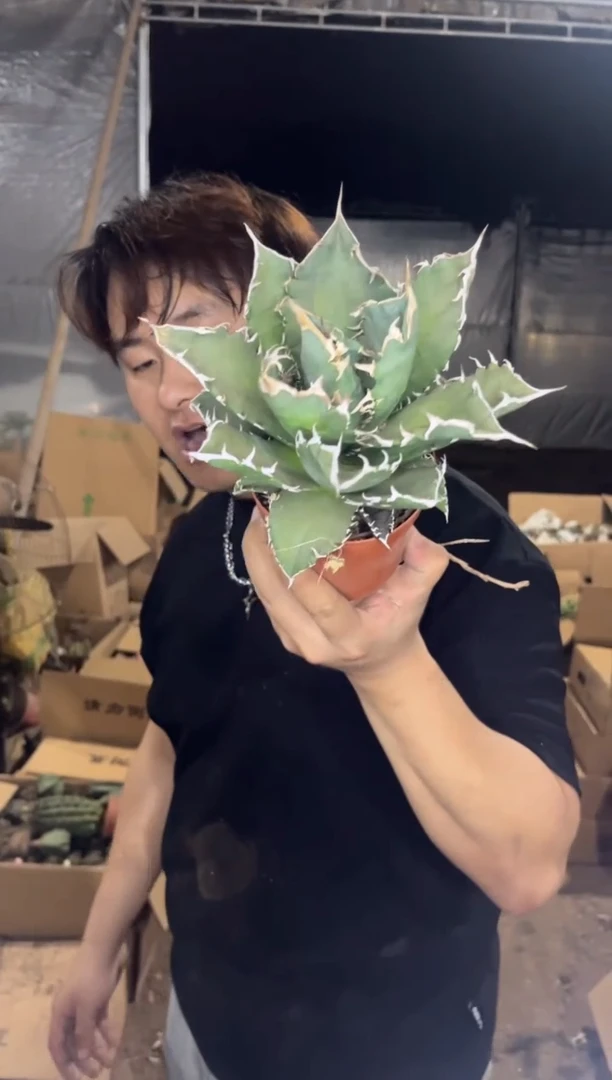 白鲸 龙舌兰【带根】