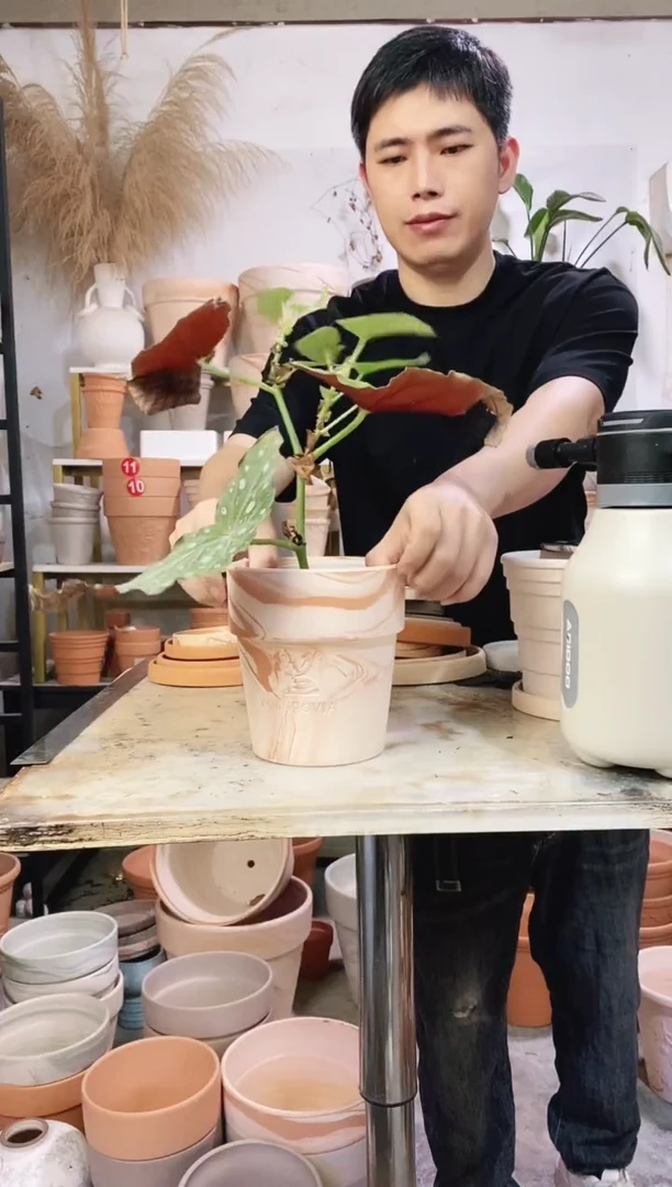 14.5*16玛奇朵反比例 1盆无托