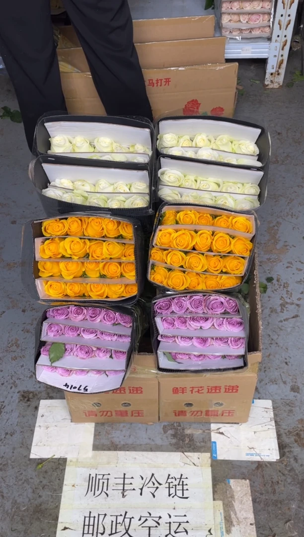 契机20枝+海洋之歌20枝+骄傲20枝